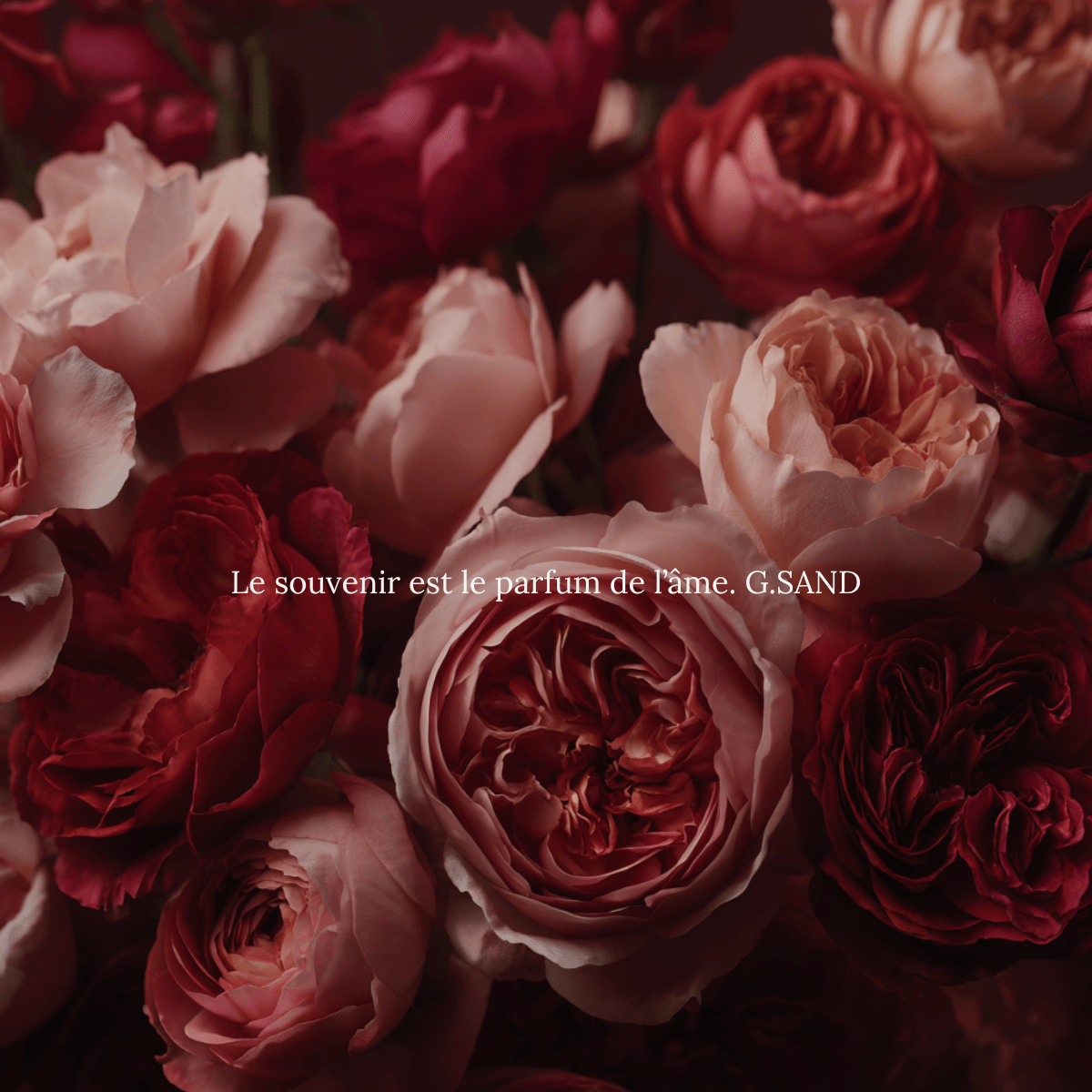 Émotion florale - ALTHEA