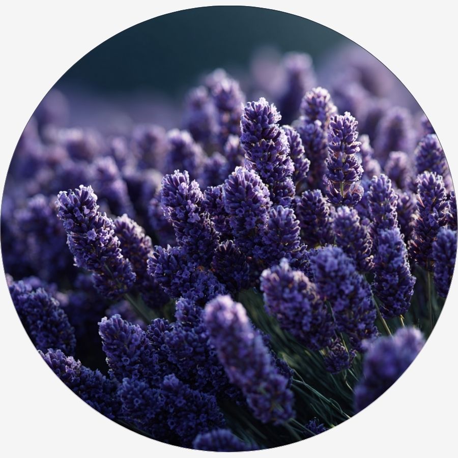 Bougie Lavande Sauvage Atelier Louis avec ses ingrédients naturels, ambiance botanique.